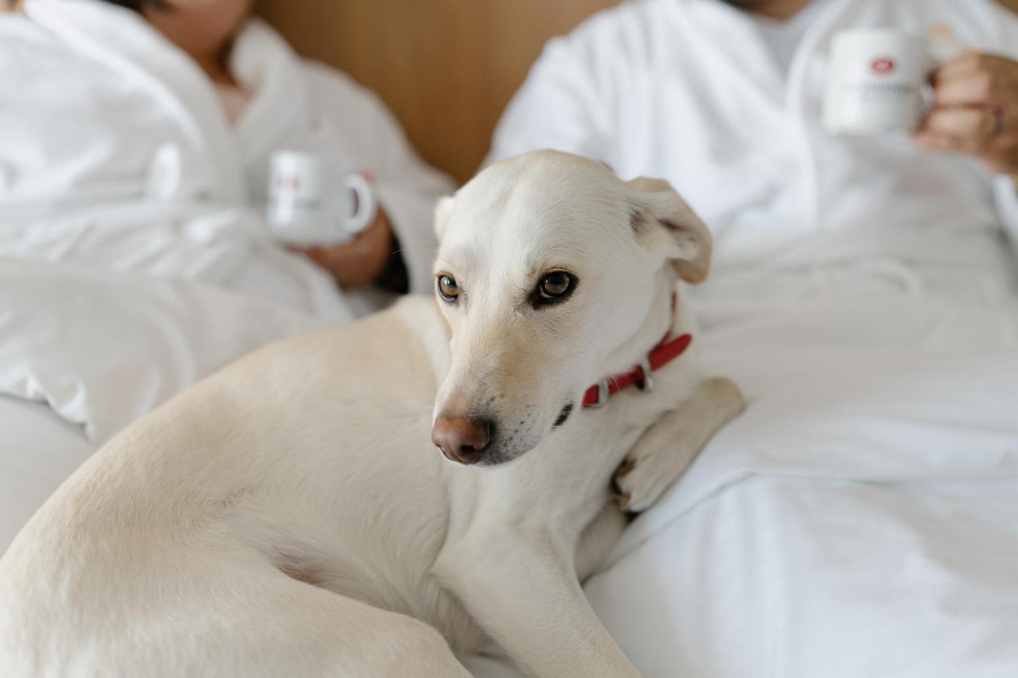 Hotels Gouverneur Trois-Rivières Zewnętrze zdjęcie